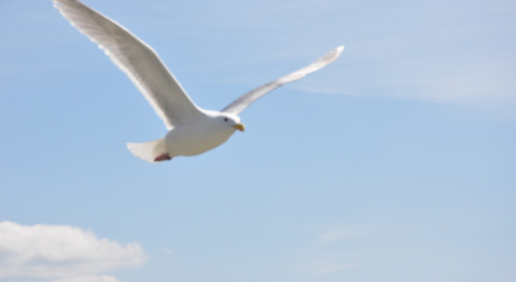 Seagull